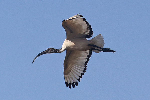 African Sacred Ibis